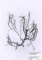 藏品(馬鞭藻)的圖片